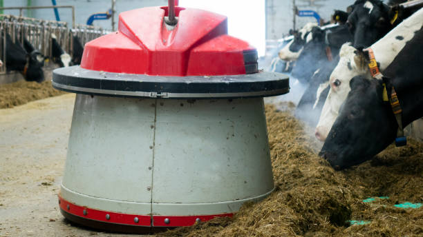 The robot farmers are programmed to work in the farm premises for animal feeding. stock photo