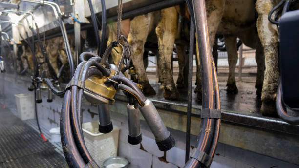 istock Automatic milking of cows on a cattle farm 1199707879