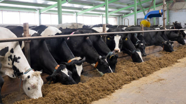 istock cows and calves on a livestock farm 1199707904