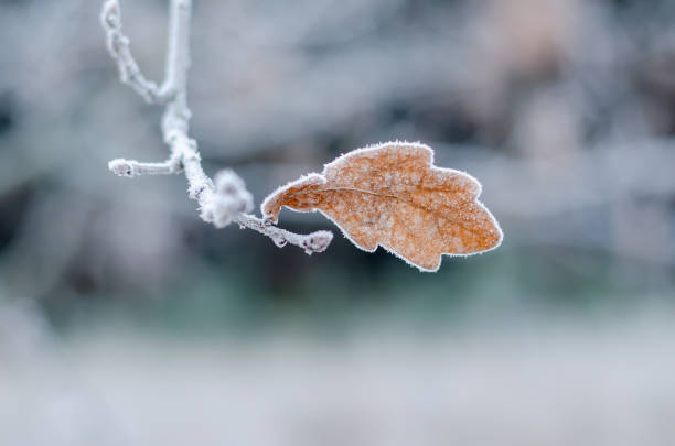 istock Single oak leaf in the winter forest. 1199708011
