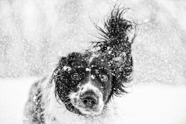 crabot noir et blanc d'épagneul de ressort dans la neige - animal dog winter snow photos et images de collection