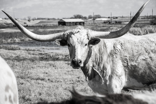 Texas Longhorn Cattle black and white