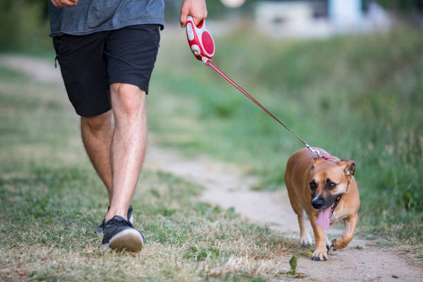 istock Young Man Walking His Dog in Public Park 1199709586