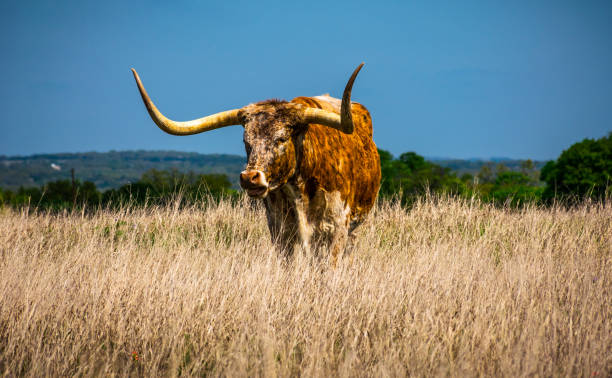 istock Texas Longhorn Cattle colorful meadow grassland ranch 1199709817