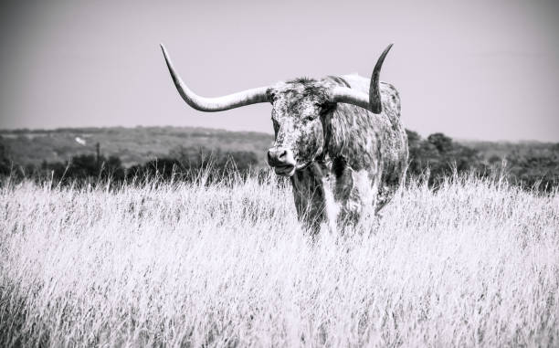 техас лонгхорн крупного рогатого скота черно-белый - bull texas longhorn cattle horned white стоковые фото и изображения