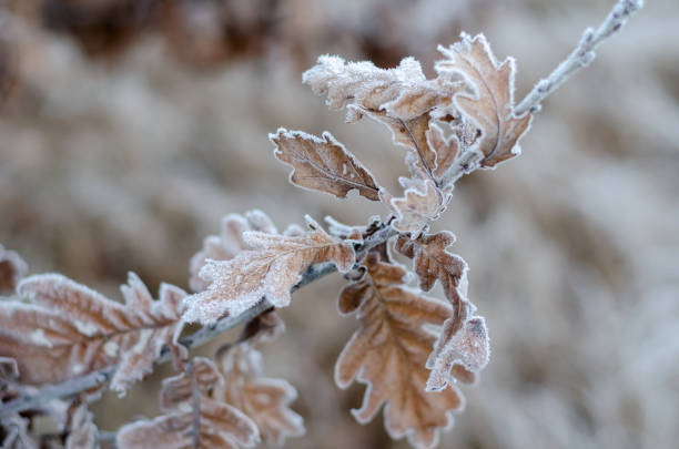 istock Frozen oak leaves on a branch. 1199709893