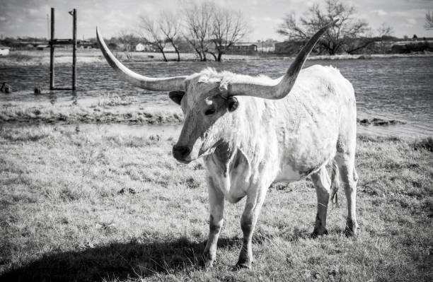 техас лонгхорн крупного рогатого скота в черно-белом - bull texas longhorn cattle horned white стоковые фото и изображения