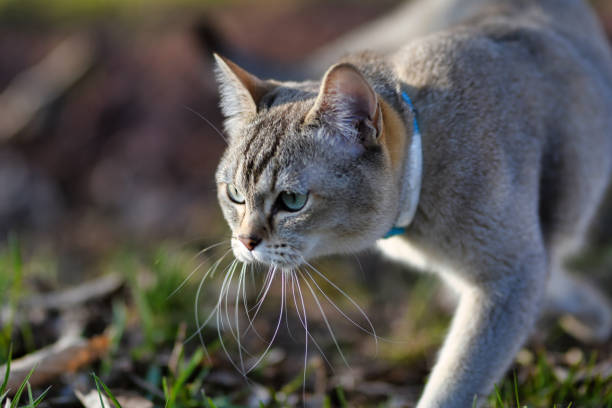 istock Walking burmilla cat in nature 1199710322
