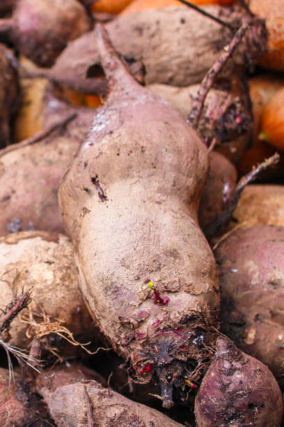 istock beet harvest beetroot (many fruits of beets that just dug from the ground) concept. food background. copy space. Top view 1199711470