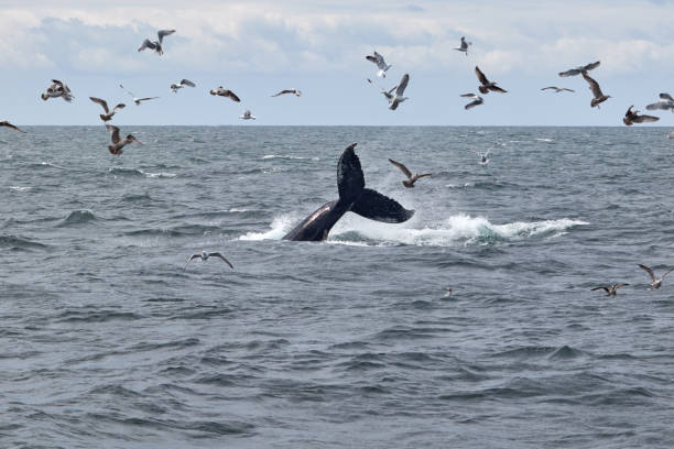 istock Tail slapping whale at the Atlantic Ocean near Boston. 1199711649