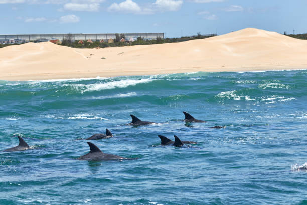 istock Bottlenose dolphins in front of the beach 1199711750