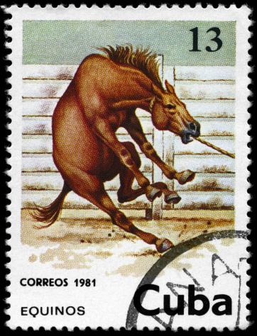 A Stamp printed in CUBA shows the image of the Horse, value 13c, series, circa 1981