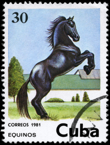 A Stamp printed in CUBA shows the image of the Horse, value 30c, series, circa 1981