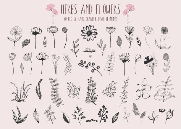 ilustrações de stock, clip art, desenhos animados e ícones de beautiful big set of floral elements. 50 hand drawn doodle sketchy flowers, leaves, branches and berries. vector for design cards, wedding invitations, poster, birthday, valentines day greeting cards. - clipping path wedding invitation invitation message