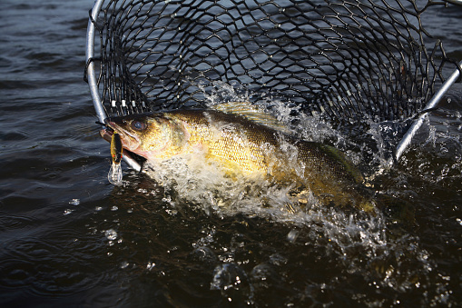 walleye in a landing net, walleye fishing with minnow lure