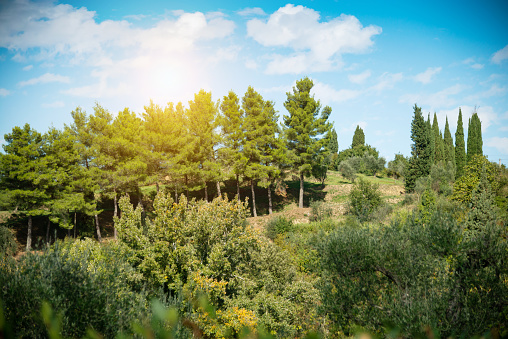 Beautiful landscape and forest of Tuscany