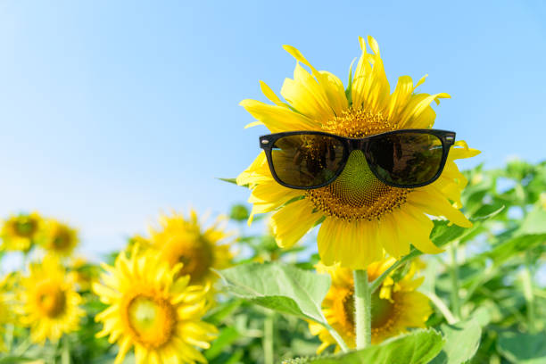 istock Fresh sunflower with sunglasses in sunshine day 1199714377