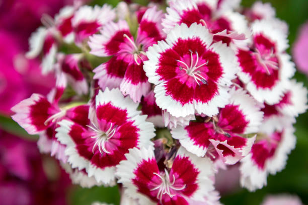 dianthus barbatus en fleur, fleurs pourprefoncéefoncées foncées avec le bord blanc - dark edge photos et images de collection