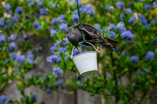 istock Wild starling (Sturnus vulgaris) perched on a garden suet feeder 1199715987