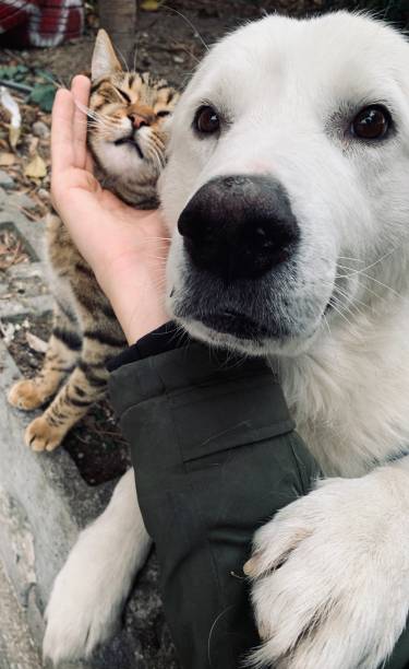 istock cat dog friendship 1199716812