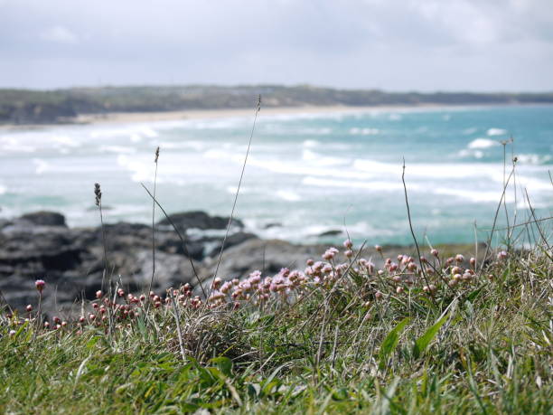istock Sea pinks on the cliff at Godrevey Cornwall England 1199717673