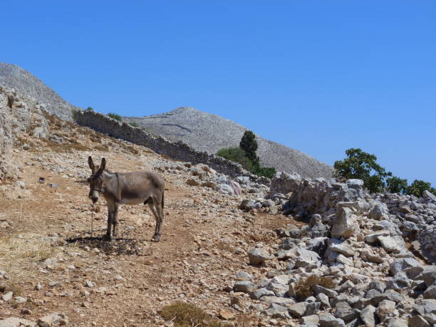 istock Donkey, Halki Island, Dodecanese, Greece 1199718971