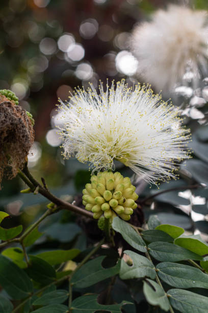 istock White sensitive plant mimosa 1199719500