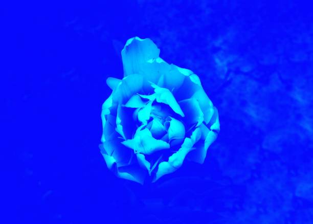 istock early spring Tulip flower close-up on a classic blue background. selective focus. 1199719667