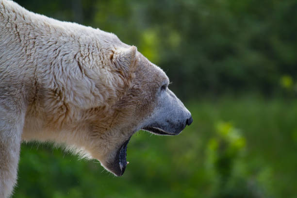 Funny white polar bear sitting in funny pose and playing in Berlin zoo. Nature animal background. protection wild animals and global warming concept