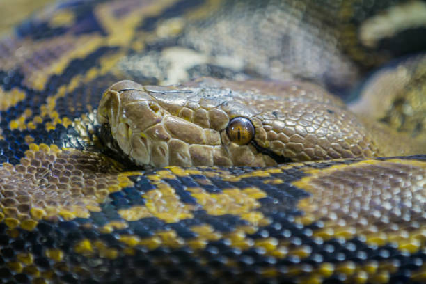istock close-up of the head of an annulated python 1199721937