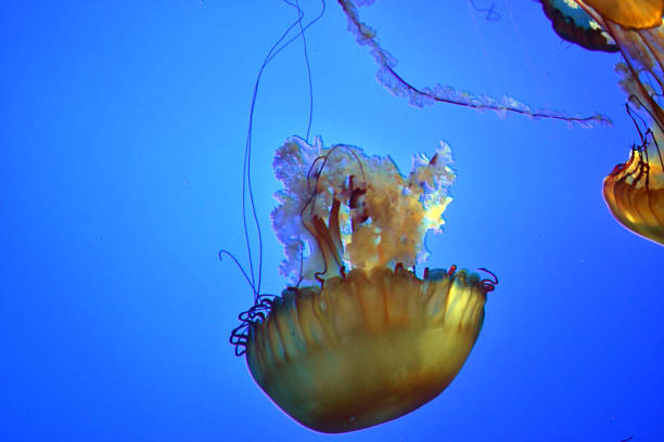 istock Yellowish jellyfish swimming with tentacles 1199722460