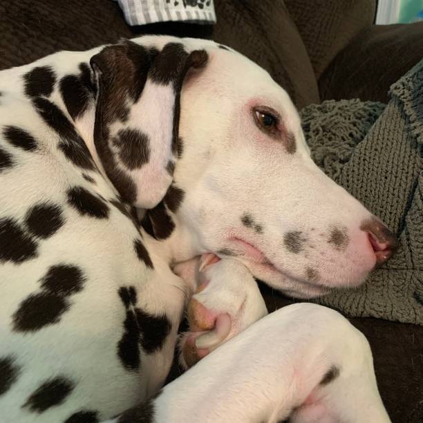 istock Sleepy dalmatian pup 1199725668