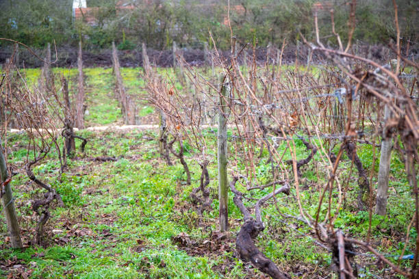 istock vines in winter on a slope 1199728641