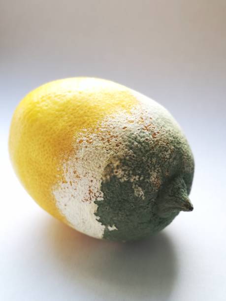 istock fruit with mold is dangerous to life 1199729387