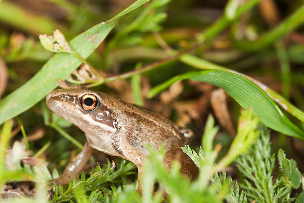 istock Frog among grass, macro photo 119972962