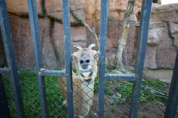 young mountain goat at the zoo
