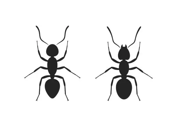 Vector illustration of Ant silhouette. Isolated ants on white background