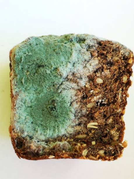 istock part of grain bread with green mold on white background 1199731521