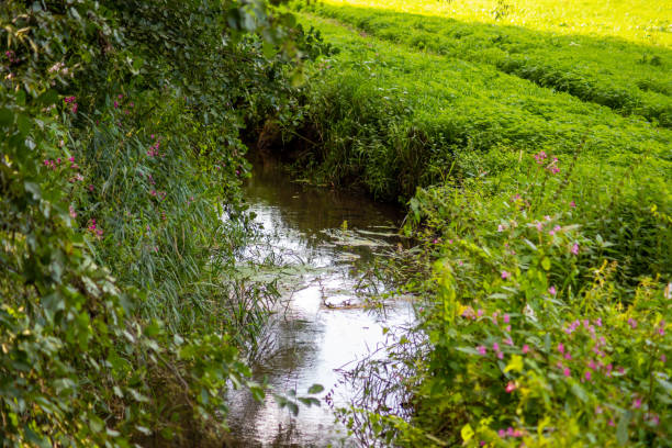Sofiyivsky Park in Uman, Ukraine. Small river in Sofiyivsky Park on sunny summer day.