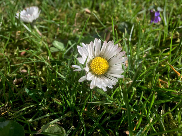 istock Marguerite closeup with green background 1199732170
