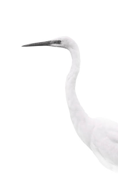 istock Abstract nature and bird. White background. Little egret. 1199732262