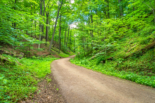 Winding dirt road in a forest with lush foliage during summer