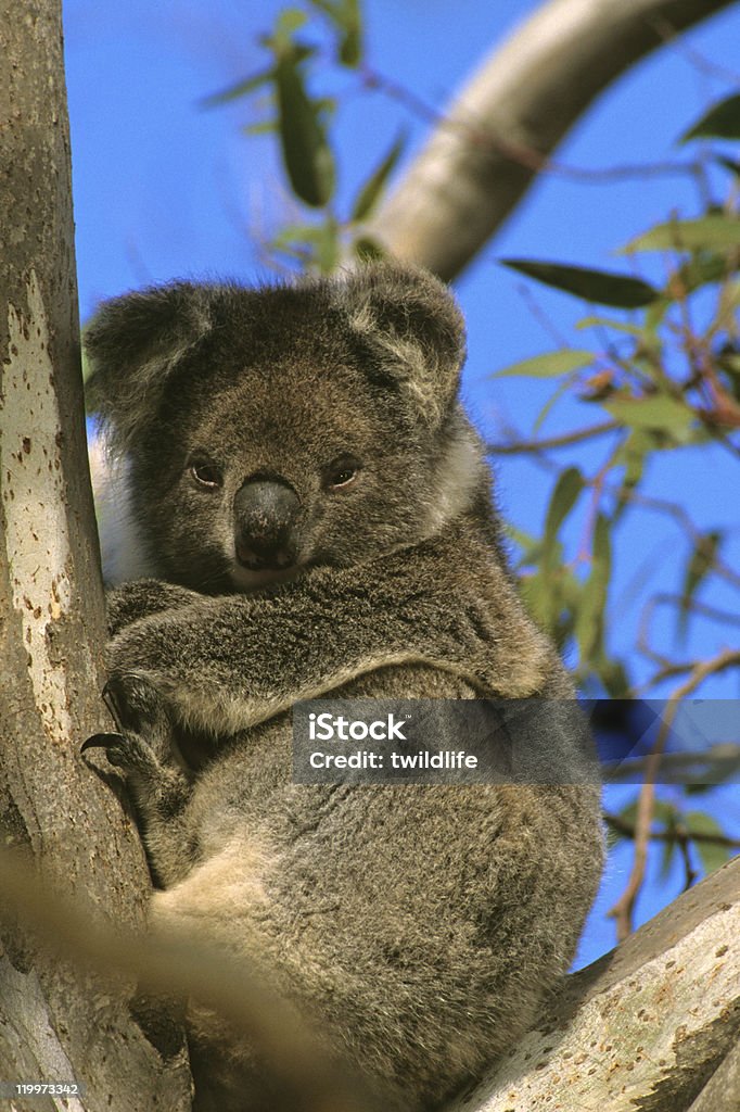 koala - Foto stock royalty-free di Albero
