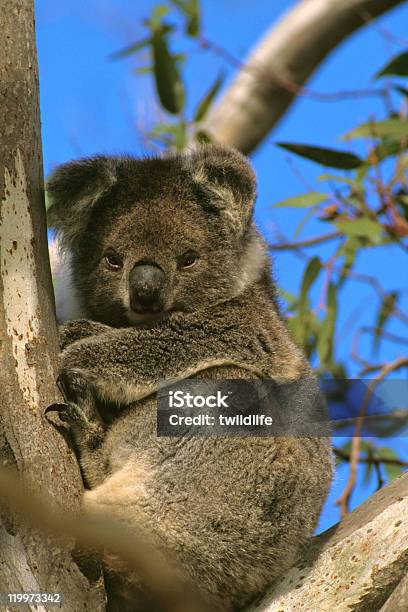 Koala - Fotografie stock e altre immagini di Albero - Albero, Animale, Animale selvatico