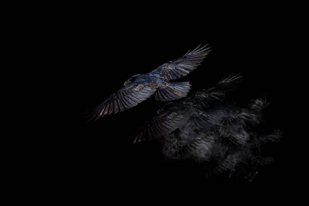 istock Abstract nature and bird. Photographic effect background. 1199733701