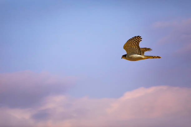 istock Bird of prey. Blue sky background. 1199733971