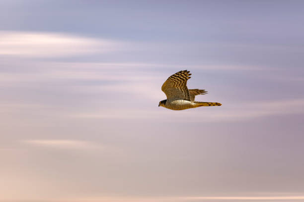 istock Flying bird. Bird of prey. Nature background. 1199734177