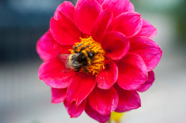 istock Bumblebee on a flower - macro close-up, pollinates a flower, collects pollen 1199734396
