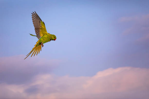 istock Flying parrot. Green parrot. Blue sky background. 1199734460