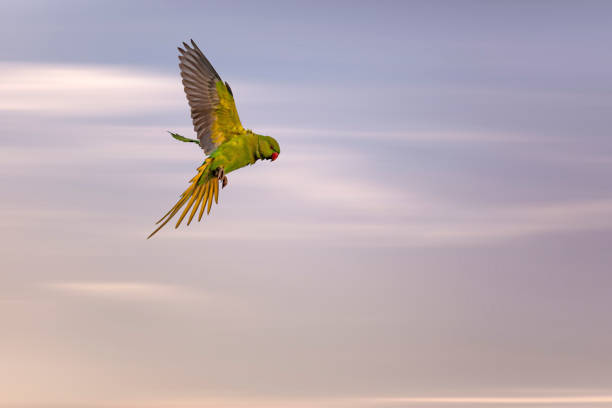 istock Flying green parrot. Sky background. 1199734602